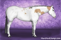 Horse Color:Bay Dun Splash Tobiano 
