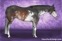 Horse Color:Brown Sabino 