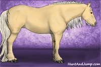 Horse Color:Palomino 