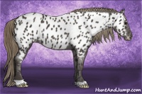 Horse Color:Smoky Black Appaloosa 