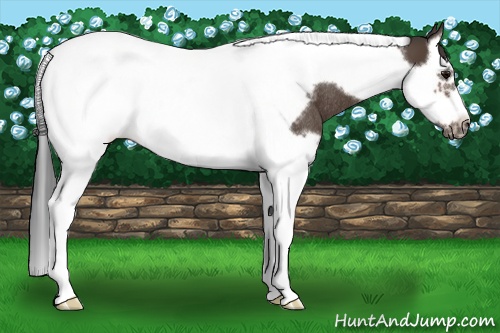 Horse Color:Brown Splash Tobiano Frame Rabicano 