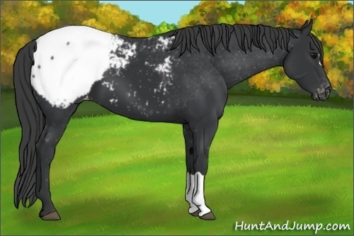 Horse Color:Black Snowcap 