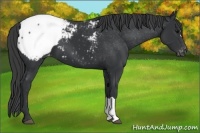 Horse Color:Black Snowcap 