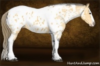 Horse Color:Buckskin Splash Tobiano Blanket 