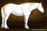 Horse Color:Palomino Splash Frame 