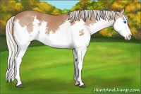 Horse Color:Silver Bay Splash 
