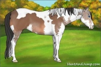 Horse Color:Bay Splash Tobiano 