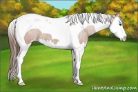 Horse Color:Bay Sabino Splash Tobiano Appaloosa 