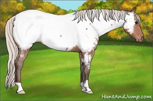 Horse Color:Silver Bay Near Fewspot 