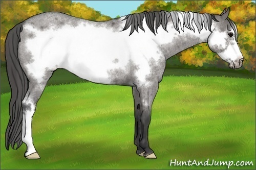 Horse Color:Grullo Roan Frame Varnish Rabicano