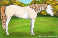 Horse Color:Buckskin Roan Pearl Dun Splash 
