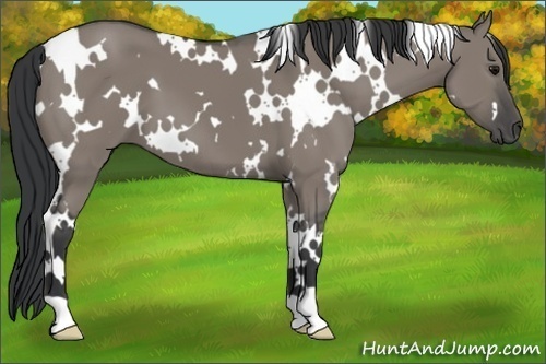 Horse Color: Unknown 