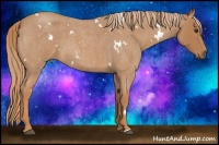Horse Color:White Spotted Red Roan 