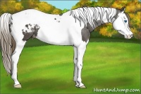Horse Color:Smoky Black Splash Tobiano Appaloosa 
