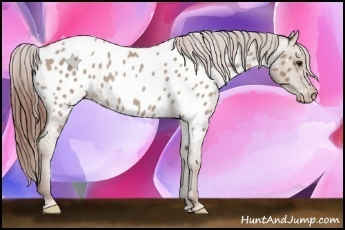 Horse Color:Classic Champagne Roan Appaloosa 