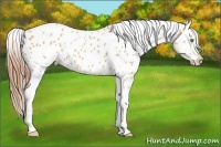 Horse Color:White Spotted Amber Champagne Appaloosa 