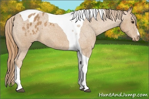 Horse Color:Chestnut Tobiano Appaloosa 