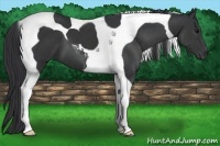 Horse Color:Black Tobiano 