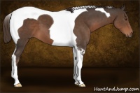 Horse Color:Liver Chestnut Tobiano 