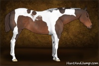 Horse Color:Liver Chestnut Tobiano 