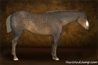 Horse Color:Chocolate Palomino 