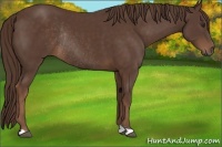 Horse Color:Liver Chestnut Rabicano 