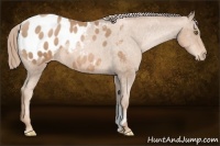 Horse Color:Liver Chestnut Pearl Appaloosa 