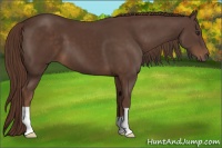 Horse Color:Liver Chestnut 