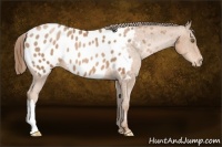 Horse Color:Liver Chestnut Pearl Appaloosa 