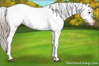 Horse Color:Chocolate Palomino Snowcap 