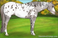 Horse Color:White Spotted Liver Chestnut Frame Appaloosa 
