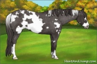 Horse Color:White Spotted Liver Chestnut Frame Appaloosa 