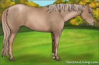 Horse Color:Liver Chestnut Pearl
