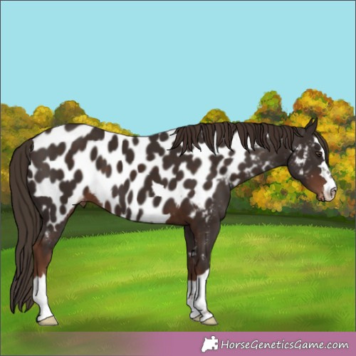 Horse Color:Liver Chestnut Near Leopard 
