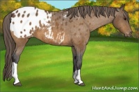 Horse Color:Buckskin Appaloosa