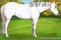 Horse Color:Liver Chestnut Pearl Sabino 