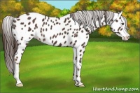 Horse Color:Liver Chestnut Near Leopard 
