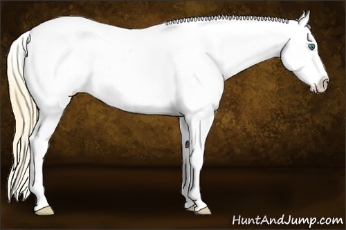 Horse Color:White Spotted Smoky Black Pearl Appaloosa Rabicano 