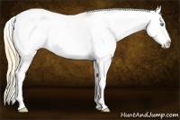 Horse Color:White Spotted Smoky Black Pearl Appaloosa Rabicano