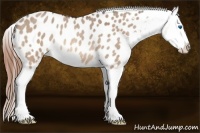 Horse Color:Bay Roan Dun Splash Blanket Rabicano 