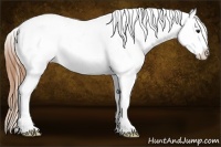 Horse Color:White Spotted Buckskin Appaloosa Rabicano 
