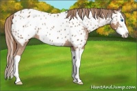 Horse Color:Chestnut Splash Appaloosa 