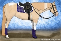 Horse Color:Gold Champagne Roan Tobiano 