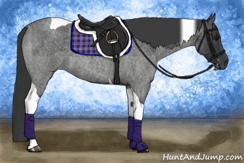 Horse Color:Blue Roan Tobiano