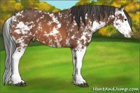 Horse Color:Bay Sabino Splash 