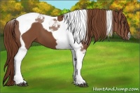 Horse Color:Chestnut Tobiano
