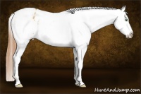 Horse Color:Sable Cream Champagne Appaloosa 