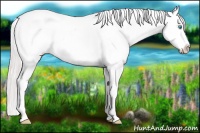 Horse Color:White Spotted Perlino Appaloosa 