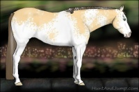 Horse Color:White Spotted Amber Cream Champagne Rabicano