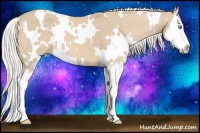 Horse Color:White Spotted Cremello Splash 